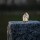Springbrunnen Pumpe SP1 mit warmweißer LED Beleuchtung